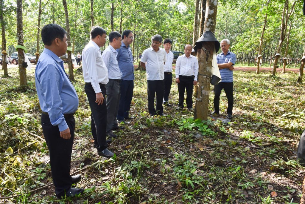 Tập trung củng cố vườn cây và chăm lo cho người lao động